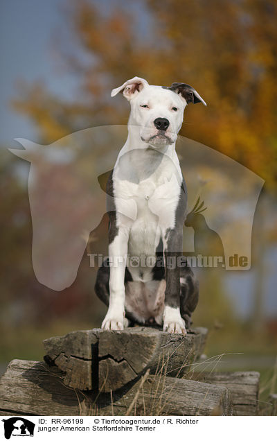 junger American Staffordshire Terrier / young American Staffordshire Terrier / RR-96198