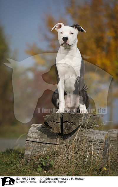 junger American Staffordshire Terrier / young American Staffordshire Terrier / RR-96199