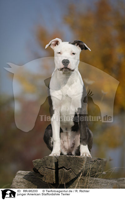 junger American Staffordshire Terrier / young American Staffordshire Terrier / RR-96200