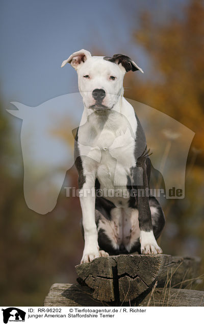 junger American Staffordshire Terrier / young American Staffordshire Terrier / RR-96202