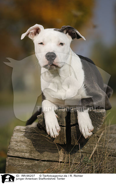 junger American Staffordshire Terrier / young American Staffordshire Terrier / RR-96207