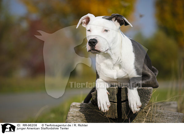 junger American Staffordshire Terrier / young American Staffordshire Terrier / RR-96208