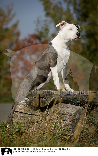 junger American Staffordshire Terrier / young American Staffordshire Terrier / RR-96212