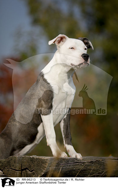 junger American Staffordshire Terrier / young American Staffordshire Terrier / RR-96213