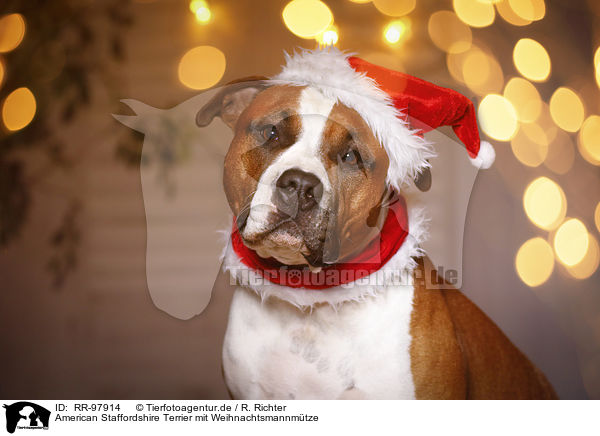 American Staffordshire Terrier mit Weihnachtsmannmtze / American Staffordshire Terrier with santa hat / RR-97914