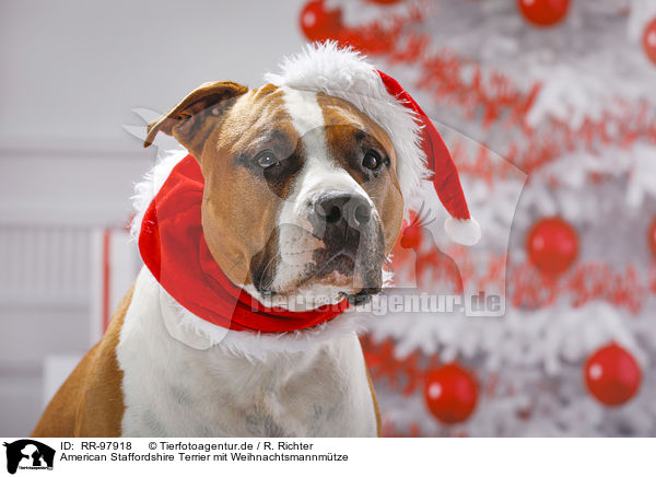 American Staffordshire Terrier mit Weihnachtsmannmtze / American Staffordshire Terrier with santa hat / RR-97918