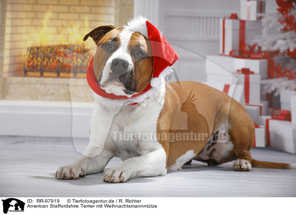American Staffordshire Terrier mit Weihnachtsmannmtze / American Staffordshire Terrier with santa hat / RR-97919