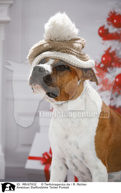 American Staffordshire Terrier Portrait / American Staffordshire Terrier Portrait / RR-97932