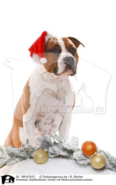 American Staffordshire Terrier mit Weihnachtsmannmtze / American Staffordshire Terrier with santa hat / RR-97937