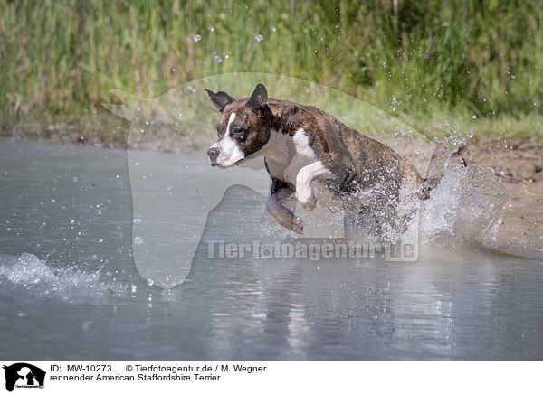 rennender American Staffordshire Terrier / running American Staffordshire Terrier / MW-10273