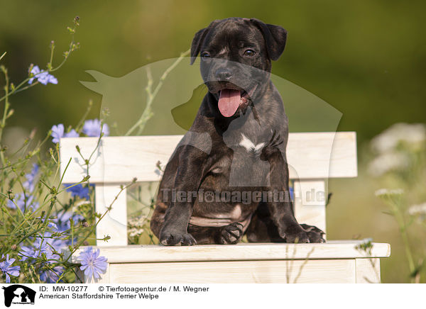 American Staffordshire Terrier Welpe / American Staffordshire Terrier Puppy / MW-10277