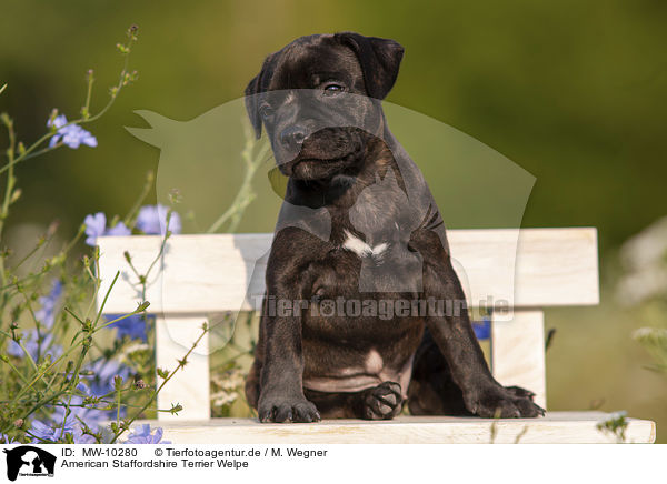 American Staffordshire Terrier Welpe / American Staffordshire Terrier Puppy / MW-10280
