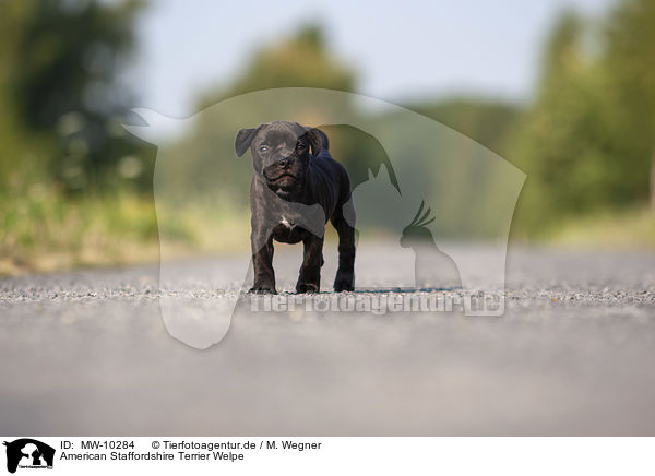 American Staffordshire Terrier Welpe / American Staffordshire Terrier Puppy / MW-10284