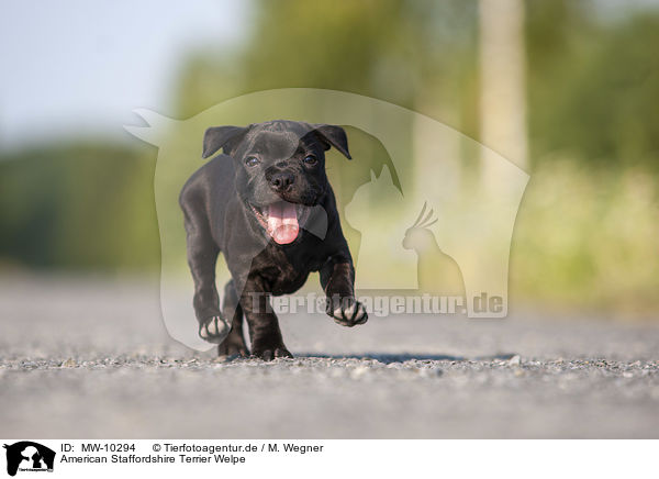 American Staffordshire Terrier Welpe / American Staffordshire Terrier Puppy / MW-10294