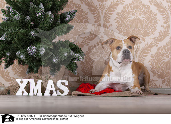 liegender American Staffordshire Terrier / lying American Staffordshire Terrier / MW-13071