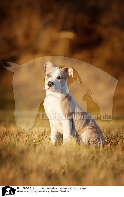 American Staffordshire Terrier Welpe / SZ-01365