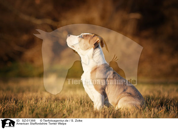 American Staffordshire Terrier Welpe / SZ-01366