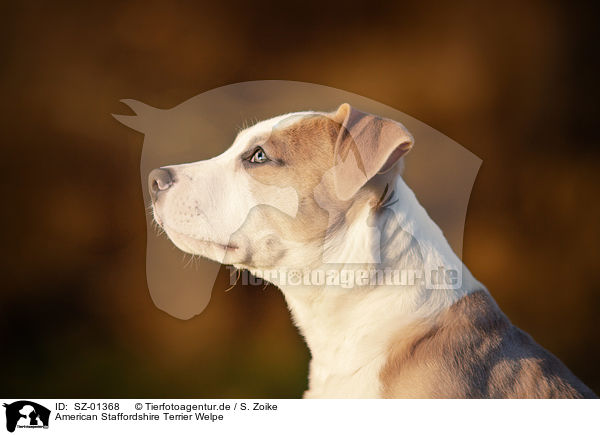 American Staffordshire Terrier Welpe / SZ-01368