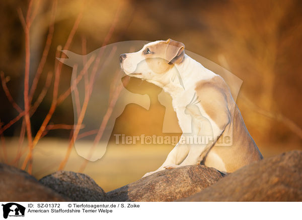 American Staffordshire Terrier Welpe / SZ-01372