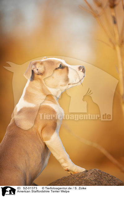 American Staffordshire Terrier Welpe / SZ-01373