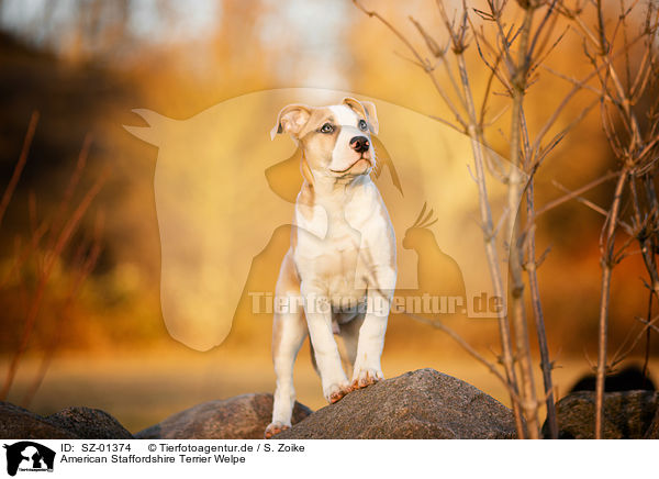 American Staffordshire Terrier Welpe / SZ-01374