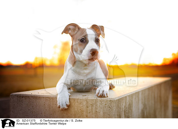 American Staffordshire Terrier Welpe / SZ-01375