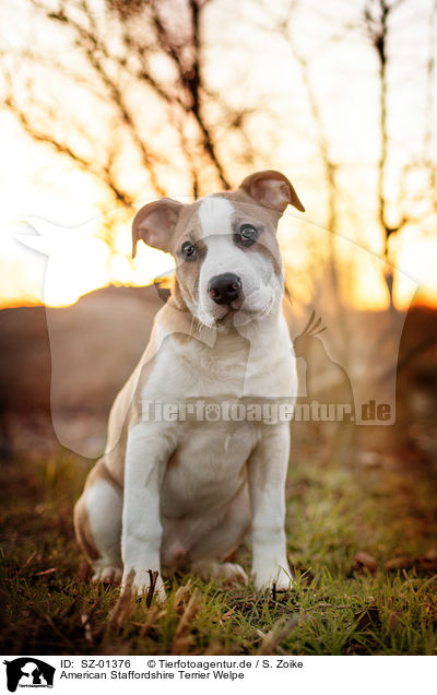 American Staffordshire Terrier Welpe / SZ-01376