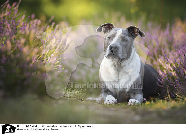 American Staffordshire Terrier / TS-01204