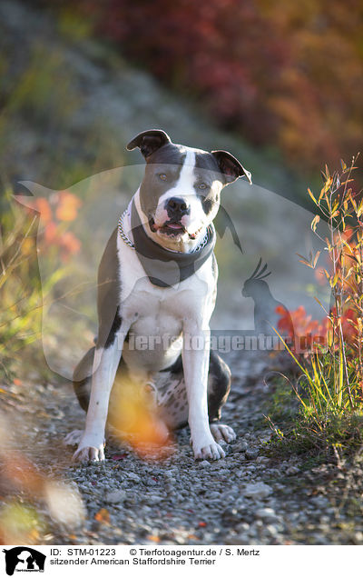sitzender American Staffordshire Terrier / STM-01223