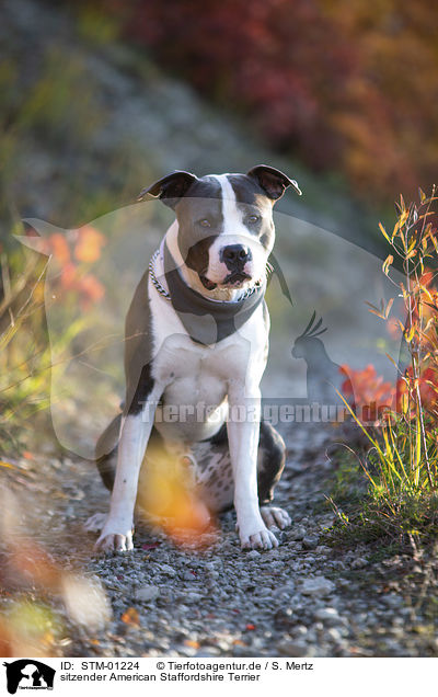 sitzender American Staffordshire Terrier / STM-01224