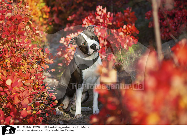 sitzender American Staffordshire Terrier / sitting American Staffordshire Terrier / STM-01226