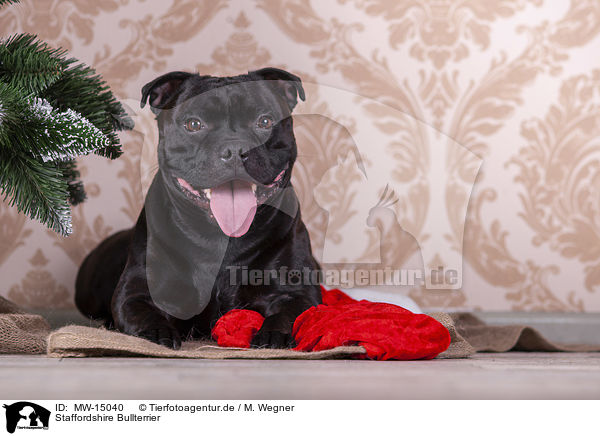 Staffordshire Bullterrier / Staffordshire Bull Terrier / MW-15040