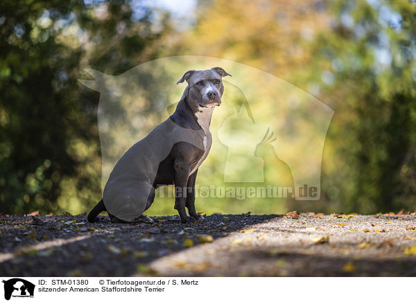 sitzender American Staffordshire Terrier / sitting American Staffordshire Terrier / STM-01380