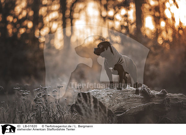 stehender American Staffordshire Terrier / standing American Staffordshire Terrier / LB-01620