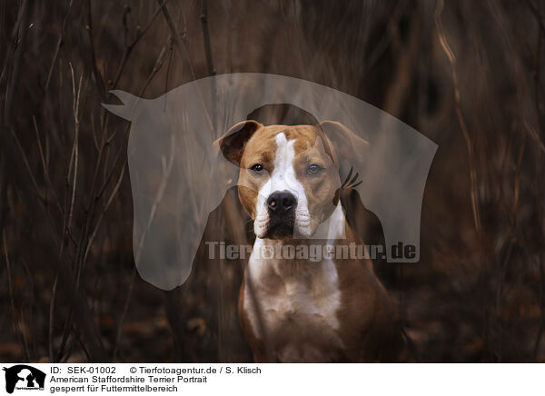 American Staffordshire Terrier Portrait / SEK-01002