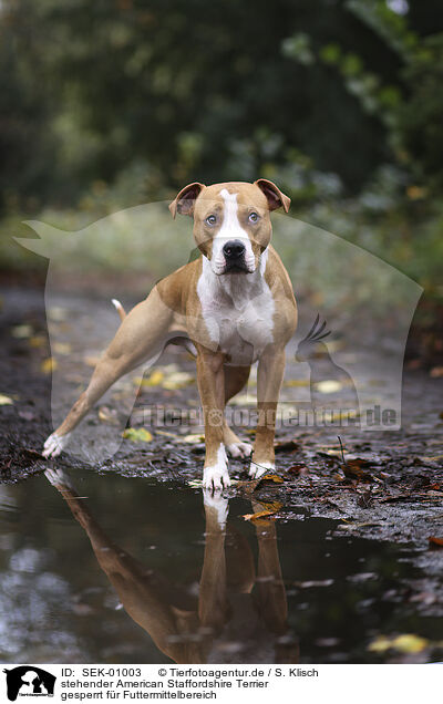 stehender American Staffordshire Terrier / SEK-01003