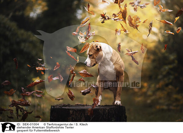 stehender American Staffordshire Terrier / SEK-01004