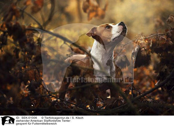 stehender American Staffordshire Terrier / SEK-01006