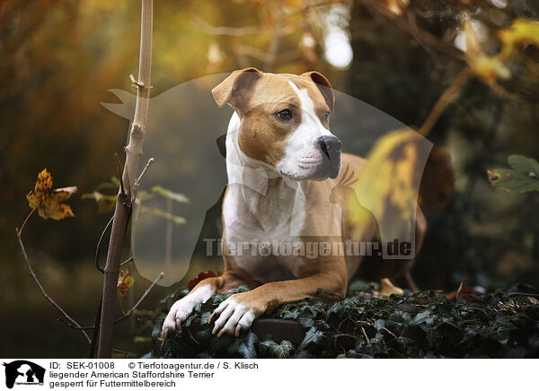 liegender American Staffordshire Terrier / SEK-01008
