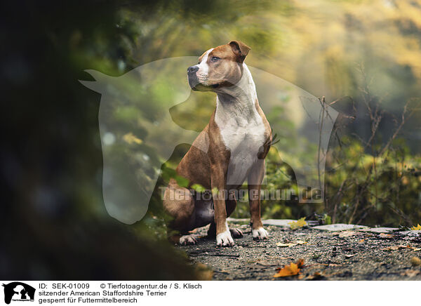 sitzender American Staffordshire Terrier / SEK-01009