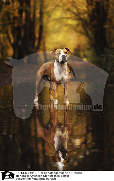 stehender American Staffordshire Terrier / SEK-01010