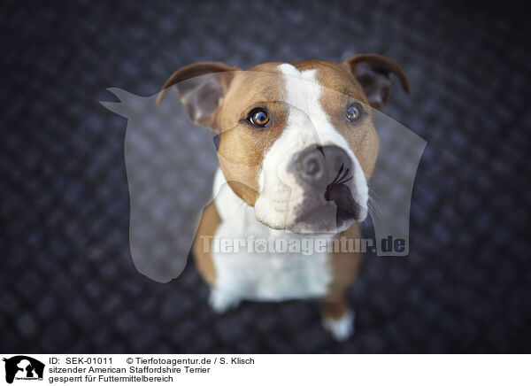 sitzender American Staffordshire Terrier / SEK-01011