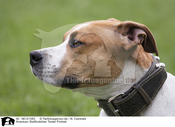 American Staffordshire Terrier Portrait / NC-01383