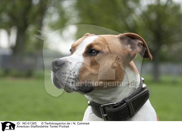 American Staffordshire Terrier Portrait / NC-01385