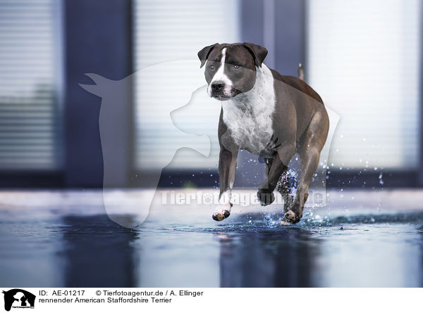 rennender American Staffordshire Terrier / AE-01217