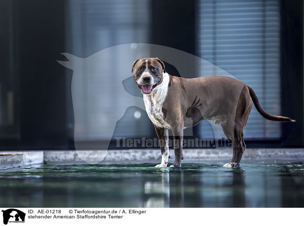 stehender American Staffordshire Terrier / AE-01218
