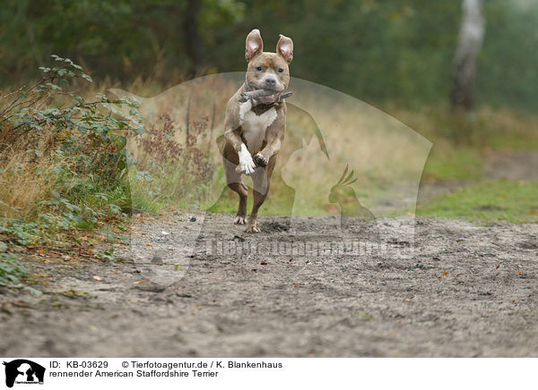 rennender American Staffordshire Terrier / KB-03629