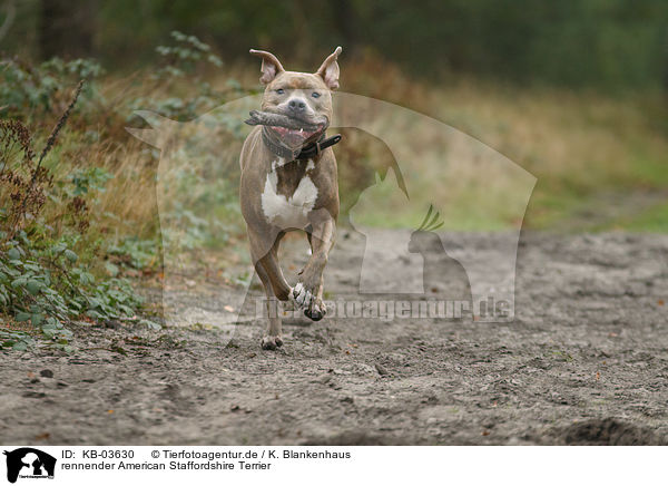 rennender American Staffordshire Terrier / running American Staffordshire Terrier / KB-03630