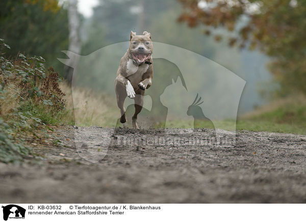 rennender American Staffordshire Terrier / running American Staffordshire Terrier / KB-03632