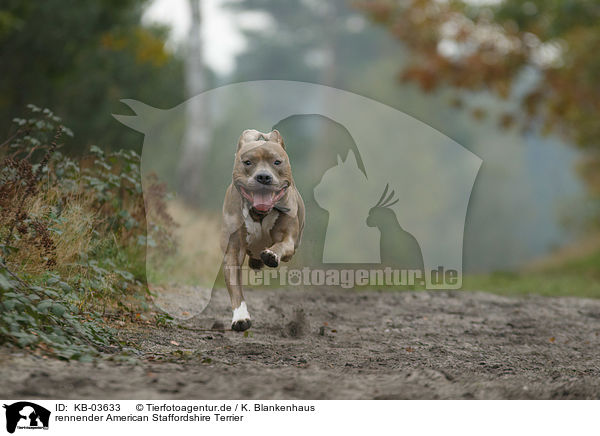 rennender American Staffordshire Terrier / running American Staffordshire Terrier / KB-03633